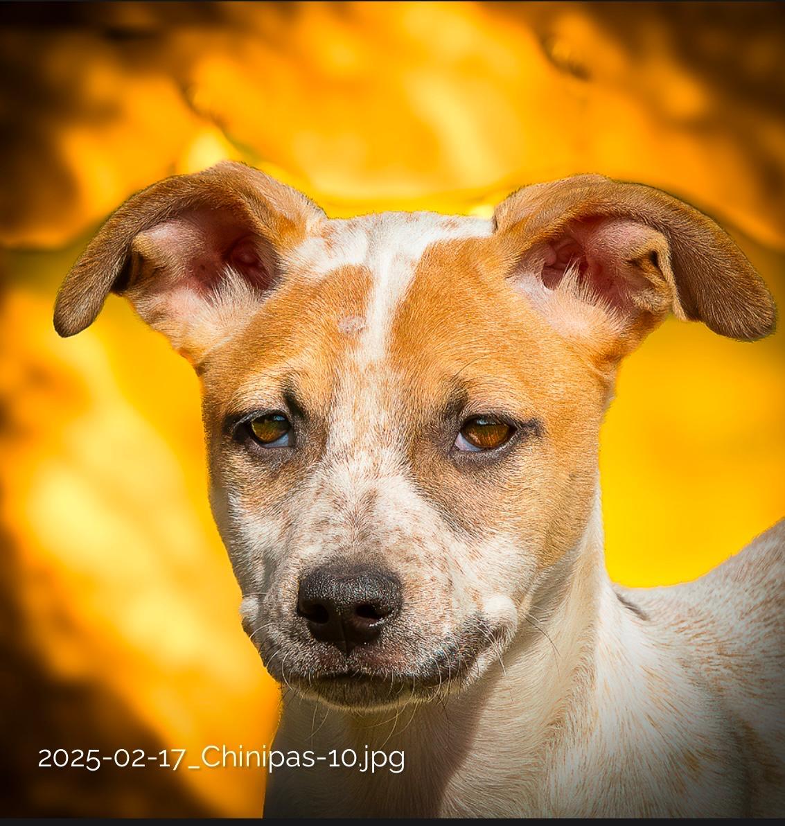 Enlarge Chi, a Adoptable mixed breed in Seattle, WA image 2/5