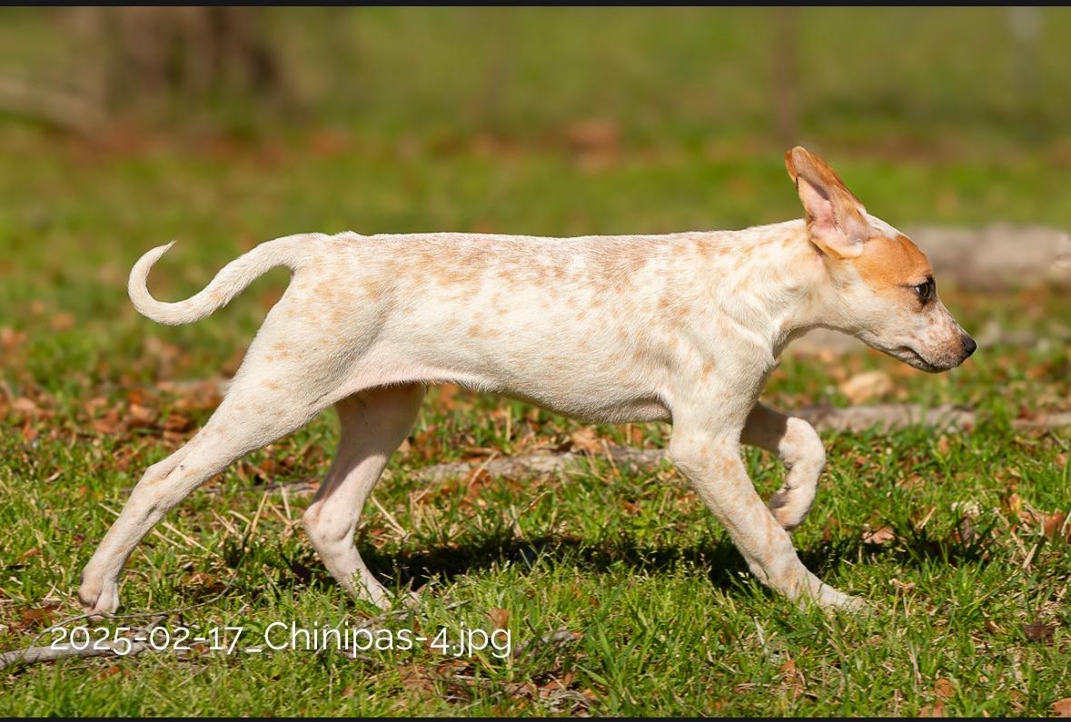 Enlarge Chi, a Adoptable mixed breed in Seattle, WA image 4/5