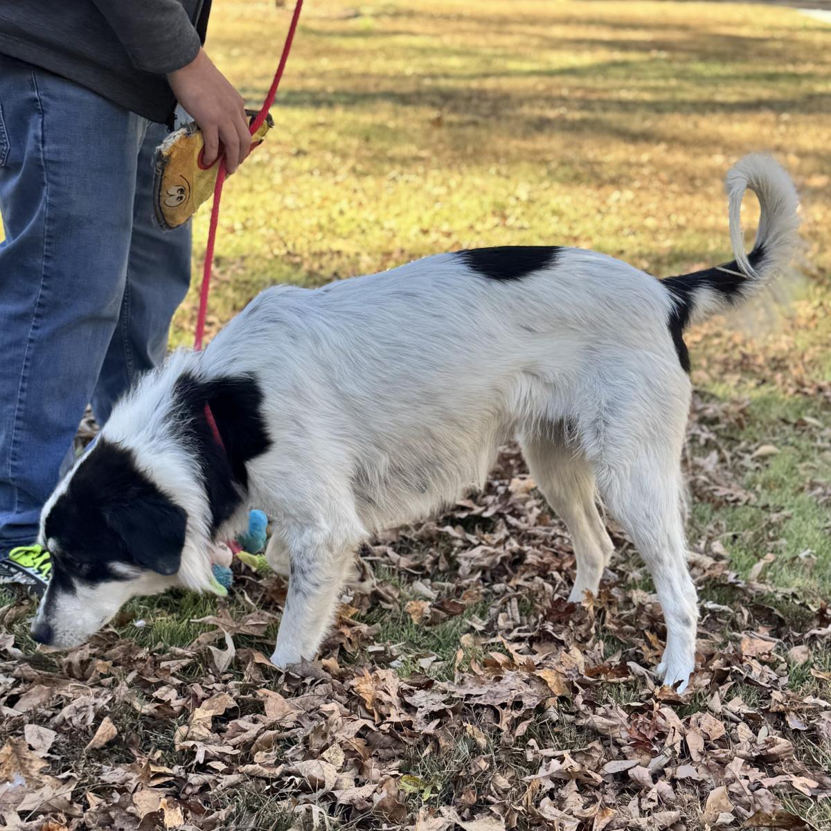 Sierra, a Adoptable Great Pyrenees in Locust Fork, AL image 2/3