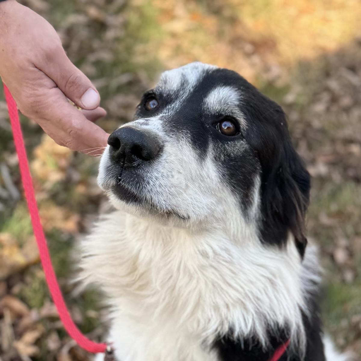 Sierra, a Adoptable Great Pyrenees in Locust Fork, AL image 3/3