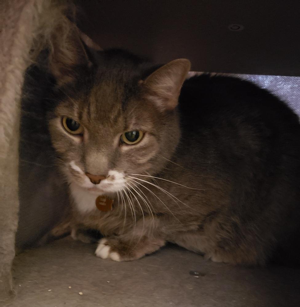 Ivan, Adoptable, Senior Male Domestic Short Hair.