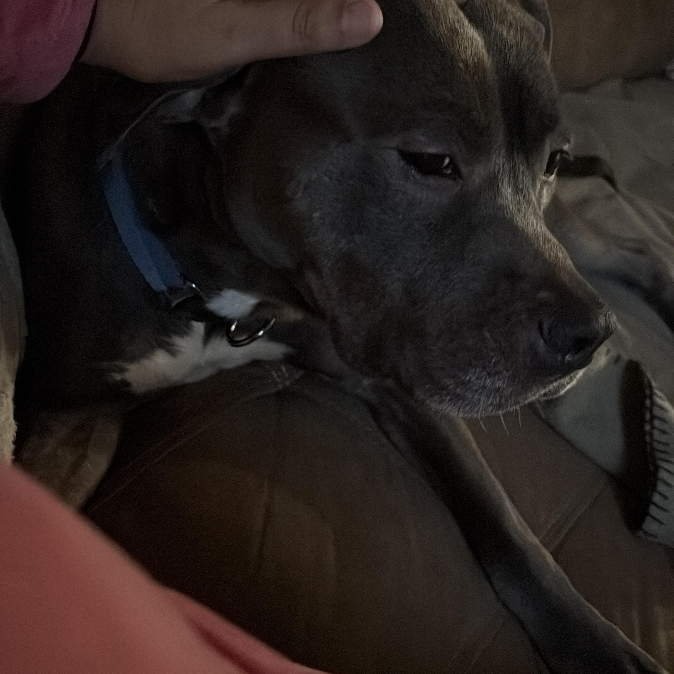 Enlarge Eddard, a ADOPTABLE Pit Bull Terrier in Manassas, VA image 3/4
