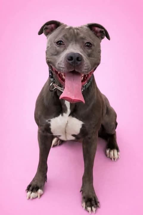 Enlarge Eddard, a ADOPTABLE Pit Bull Terrier in Manassas, VA image 1/4