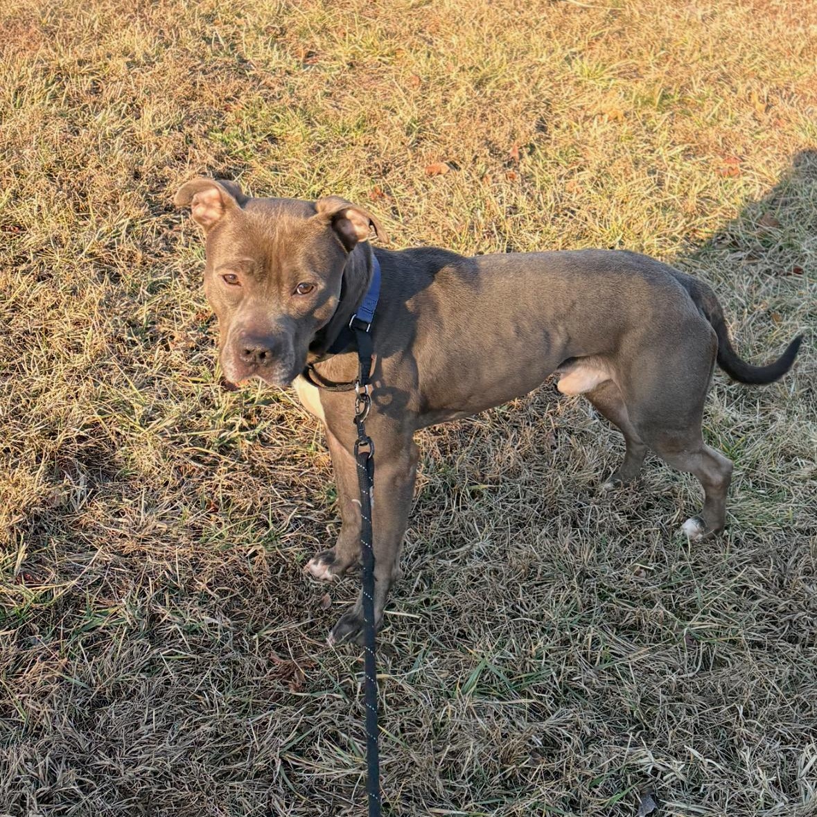 Enlarge Eddard, a ADOPTABLE Pit Bull Terrier in Manassas, VA image 2/4