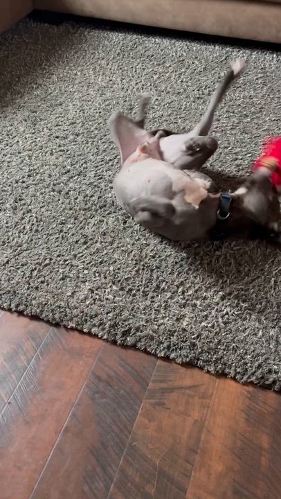 Enlarge Eddard, a ADOPTABLE Pit Bull Terrier in Manassas, VA video 4/4