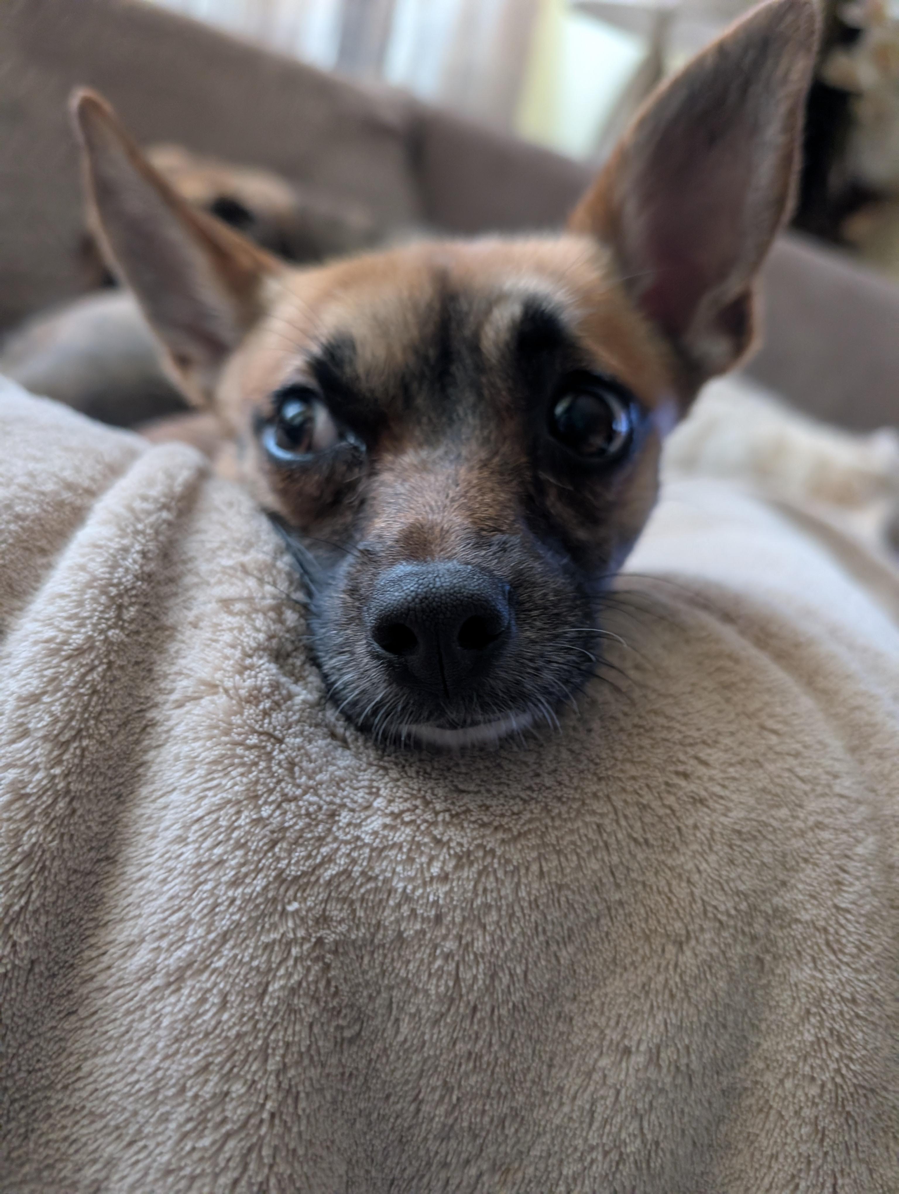 Zoie, a ADOPTABLE mixed breed in Homer Glen, IL image 3/6