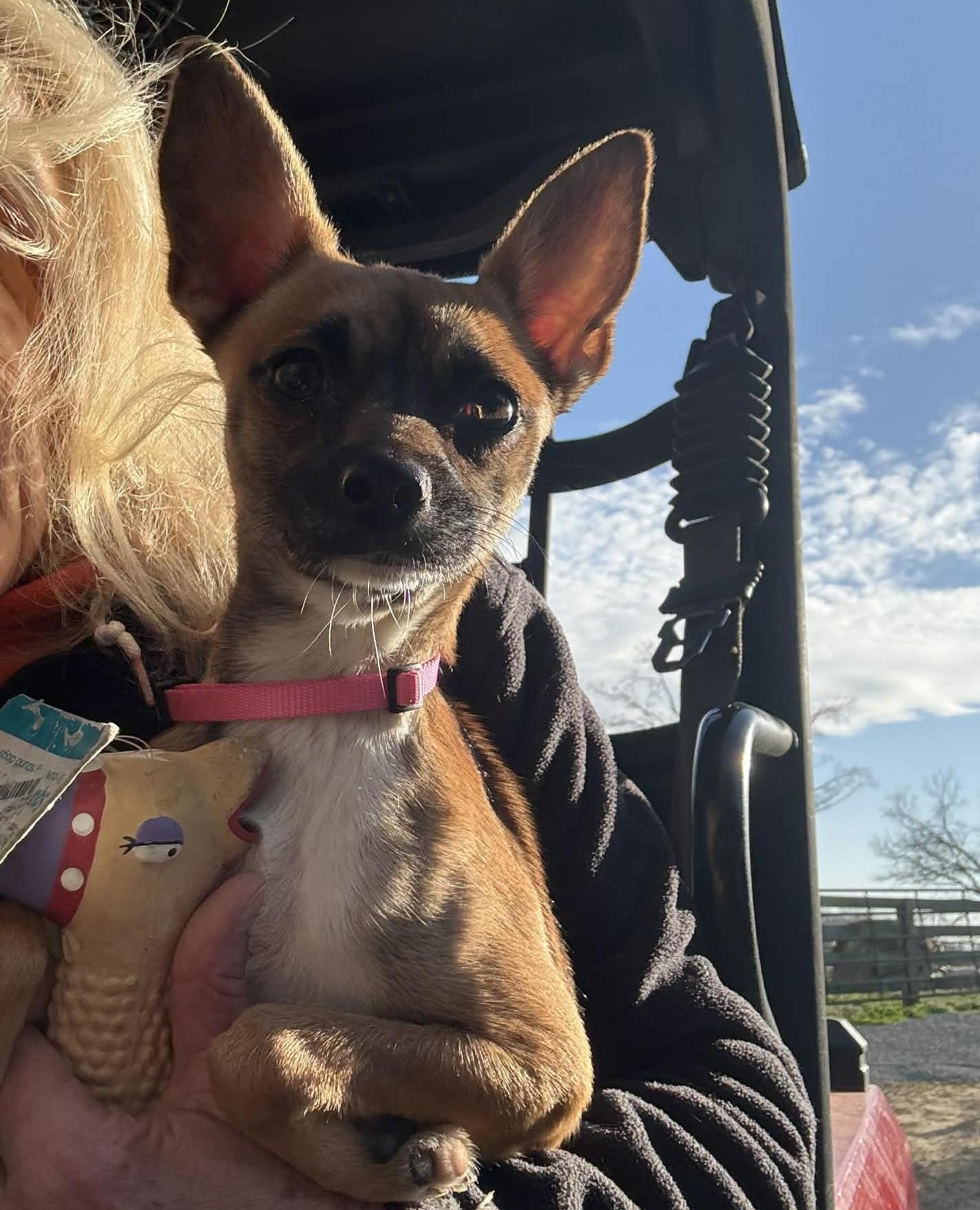 Zoie, a ADOPTABLE mixed breed in Homer Glen, IL image 4/6