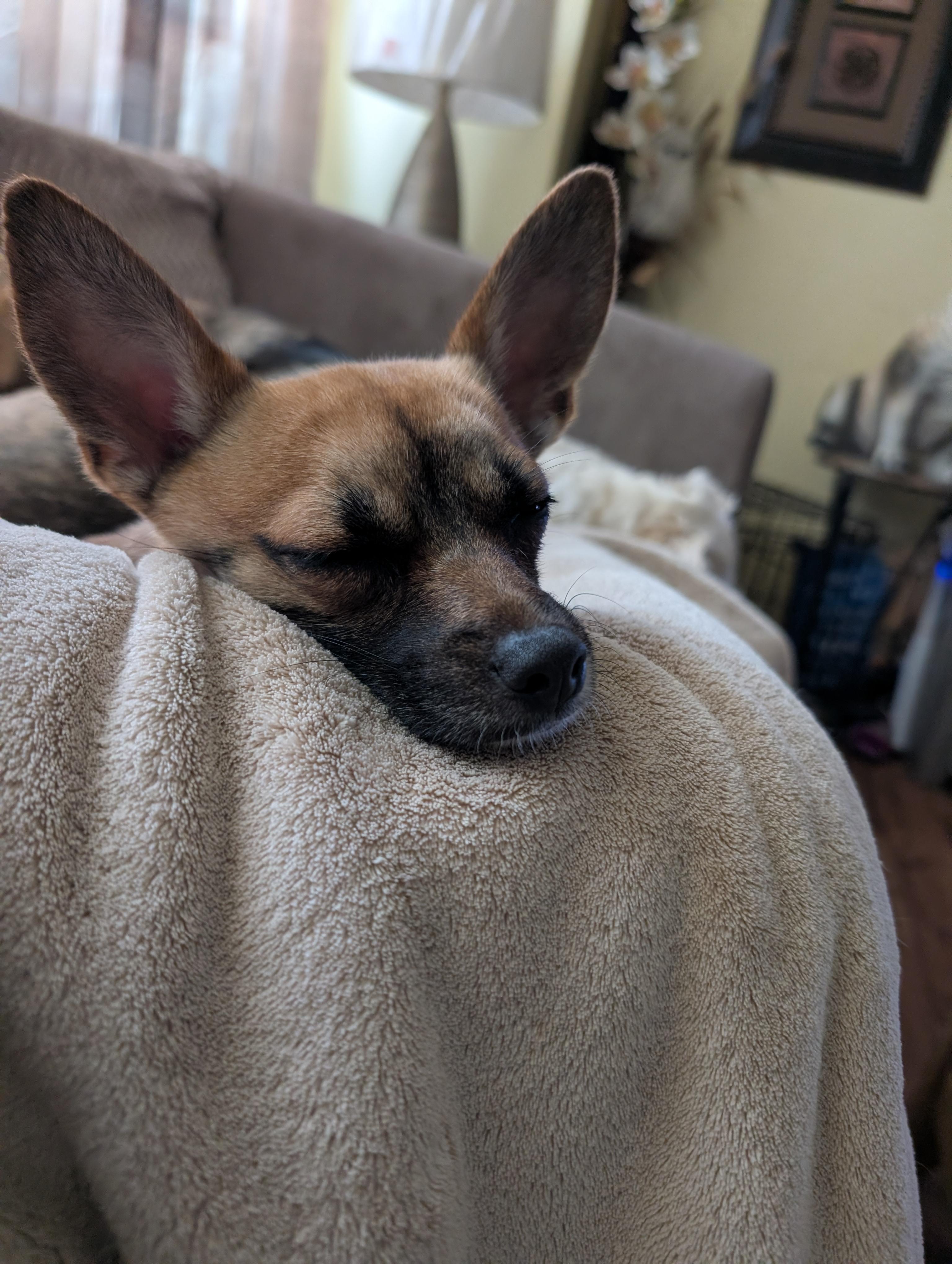 Zoie, a ADOPTABLE mixed breed in Homer Glen, IL image 4/6