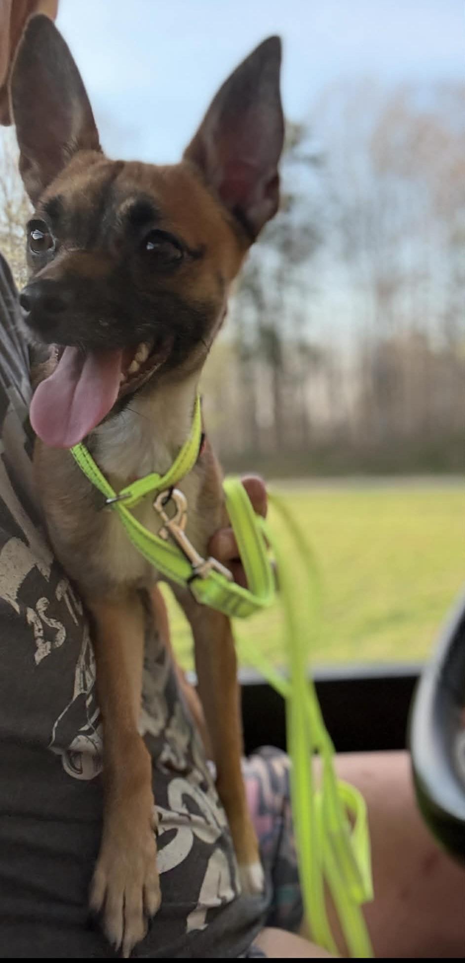 Zoie, a ADOPTABLE mixed breed in Homer Glen, IL image 5/6