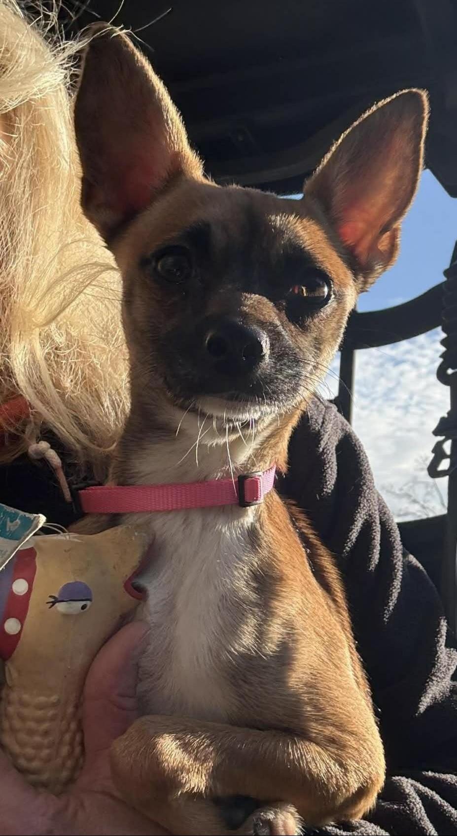 Zoie, a ADOPTABLE mixed breed in Homer Glen, IL image 1/6