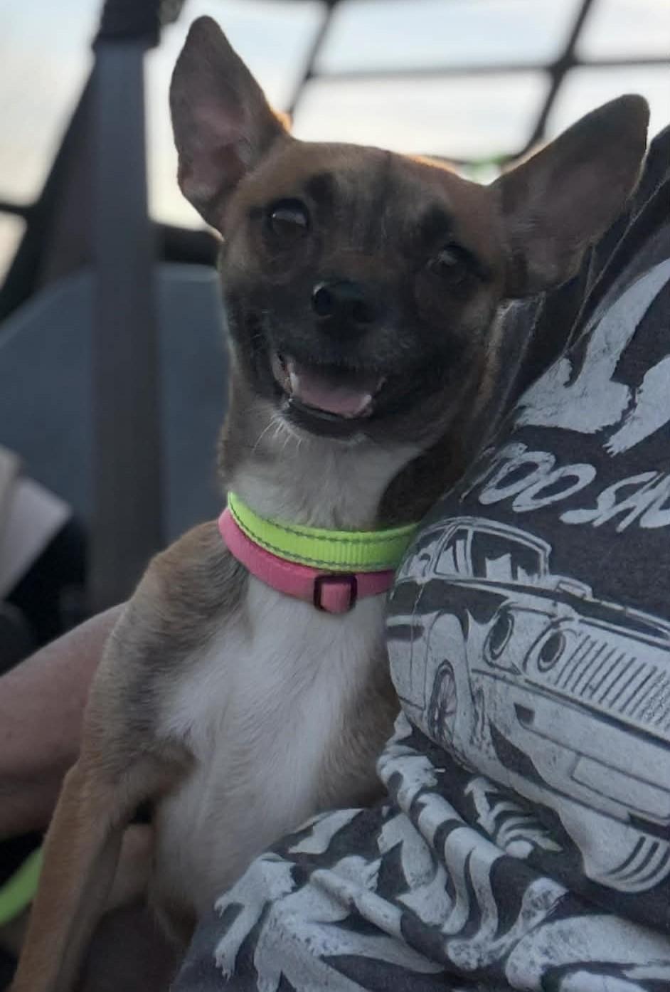 Zoie, a ADOPTABLE mixed breed in Homer Glen, IL image 3/6