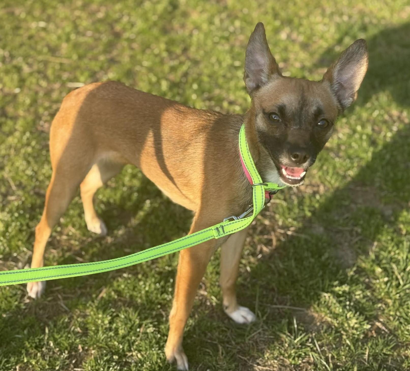 Zoie, ADOPTABLE, Young Female Chihuahua.
