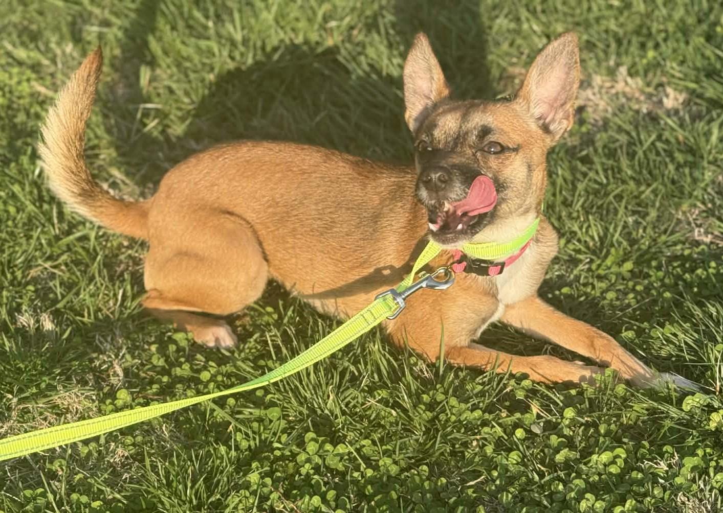 Zoie, a ADOPTABLE mixed breed in Homer Glen, IL image 6/6