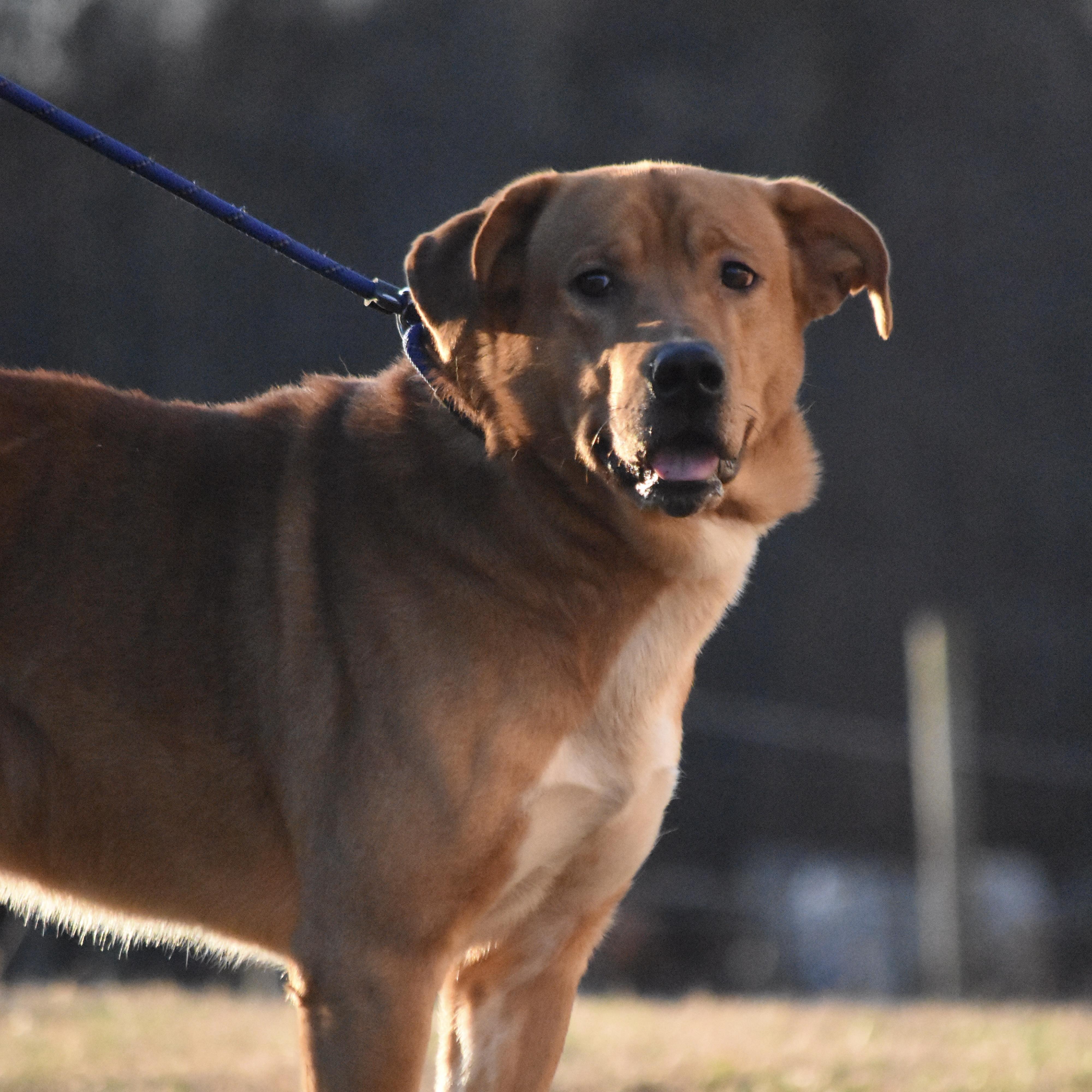 Bandit — thumbnail 3