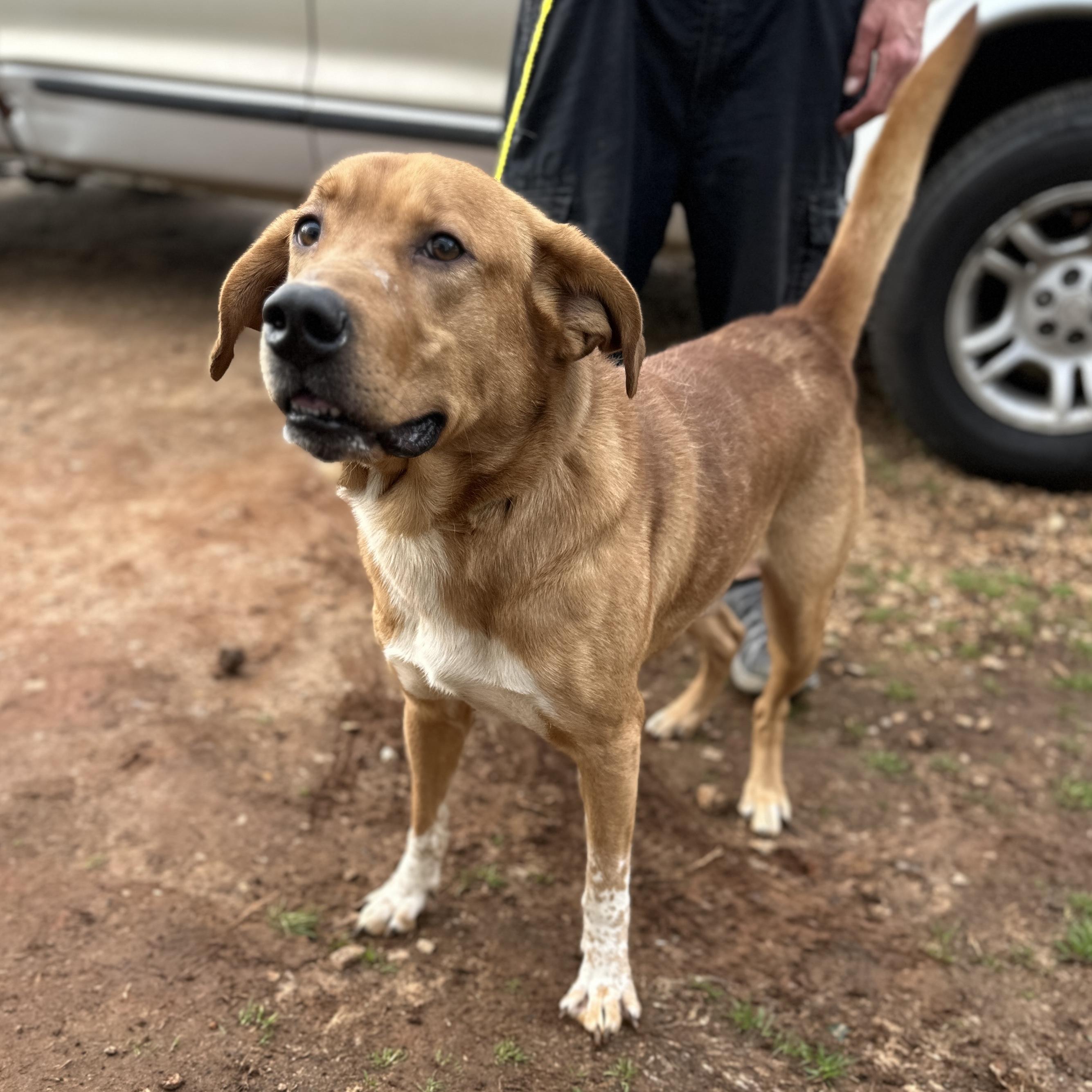 Bandit — thumbnail 4