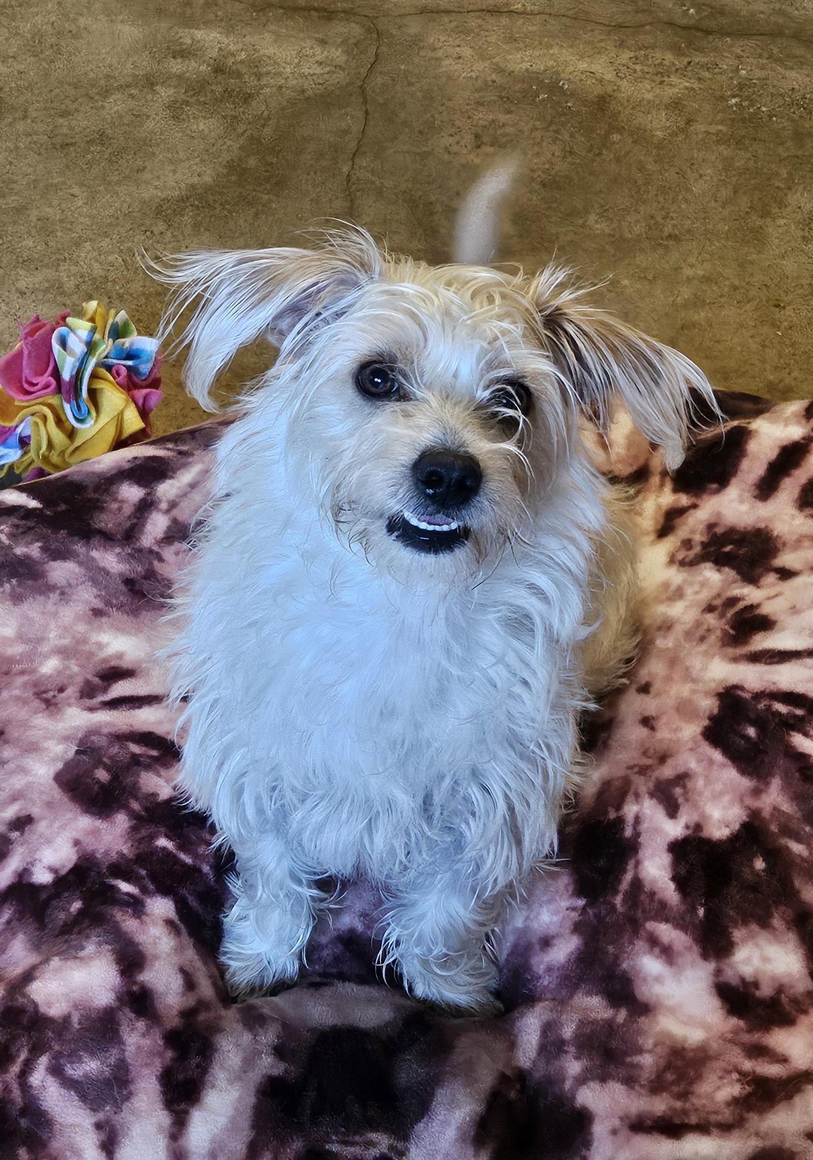 Enlarge GOOFY, a Adoptable mixed breed in Agoura Hills, CA image 1/3