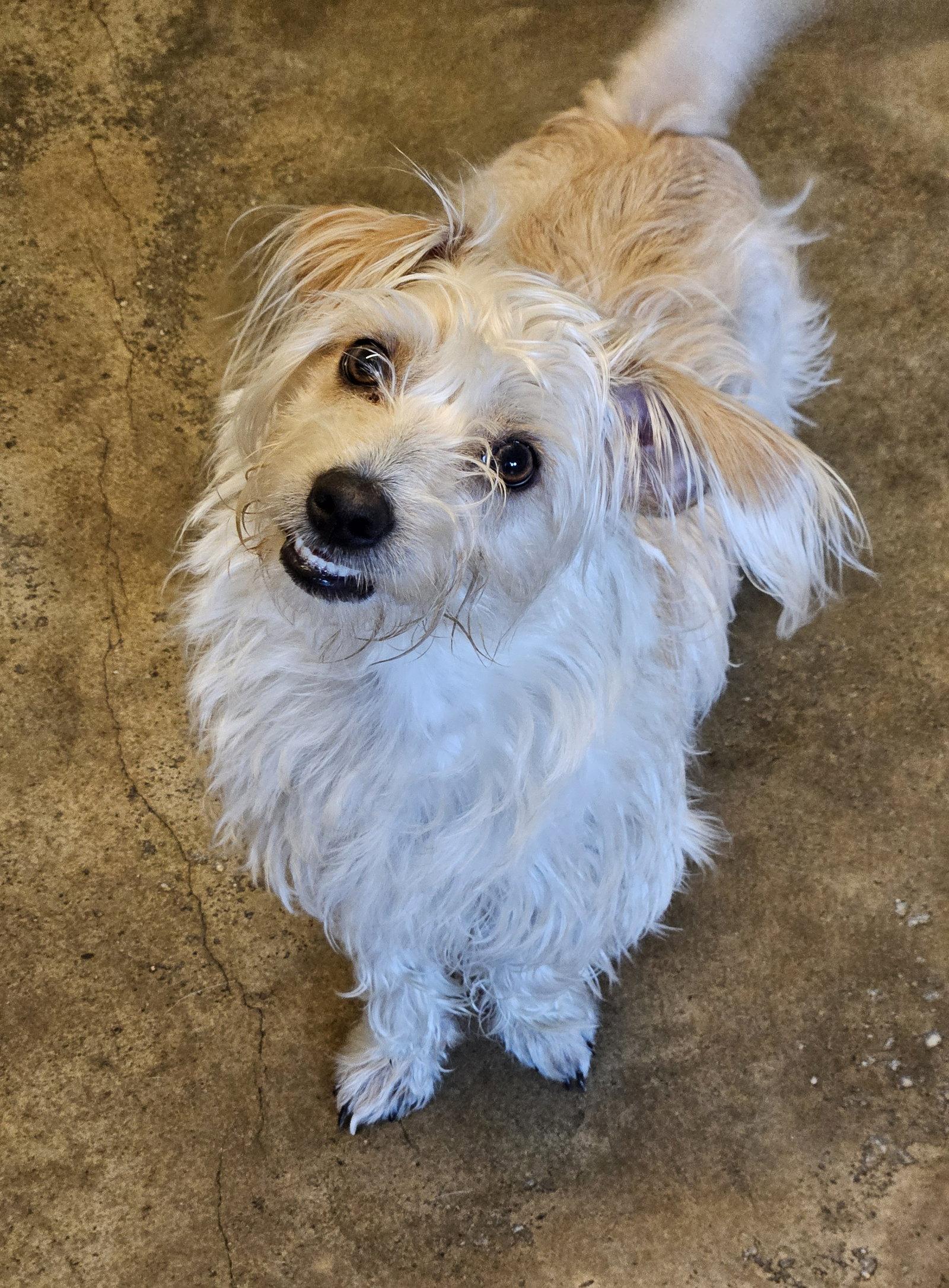 Enlarge GOOFY, a Adoptable mixed breed in Agoura Hills, CA image 2/3