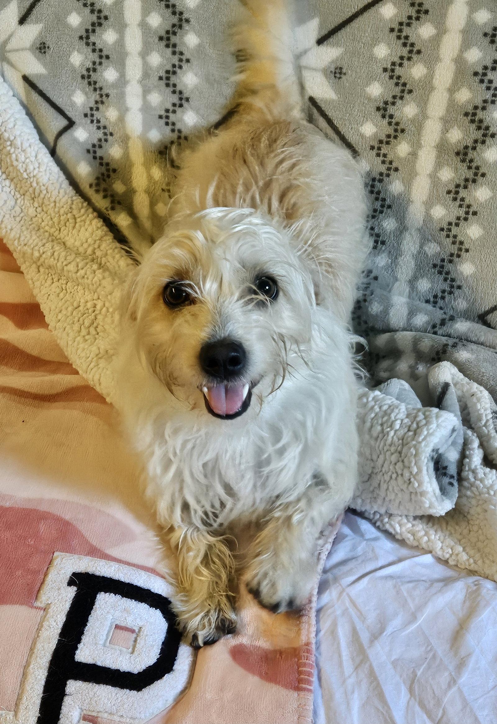 Enlarge GOOFY, a Adoptable mixed breed in Agoura Hills, CA image 3/3