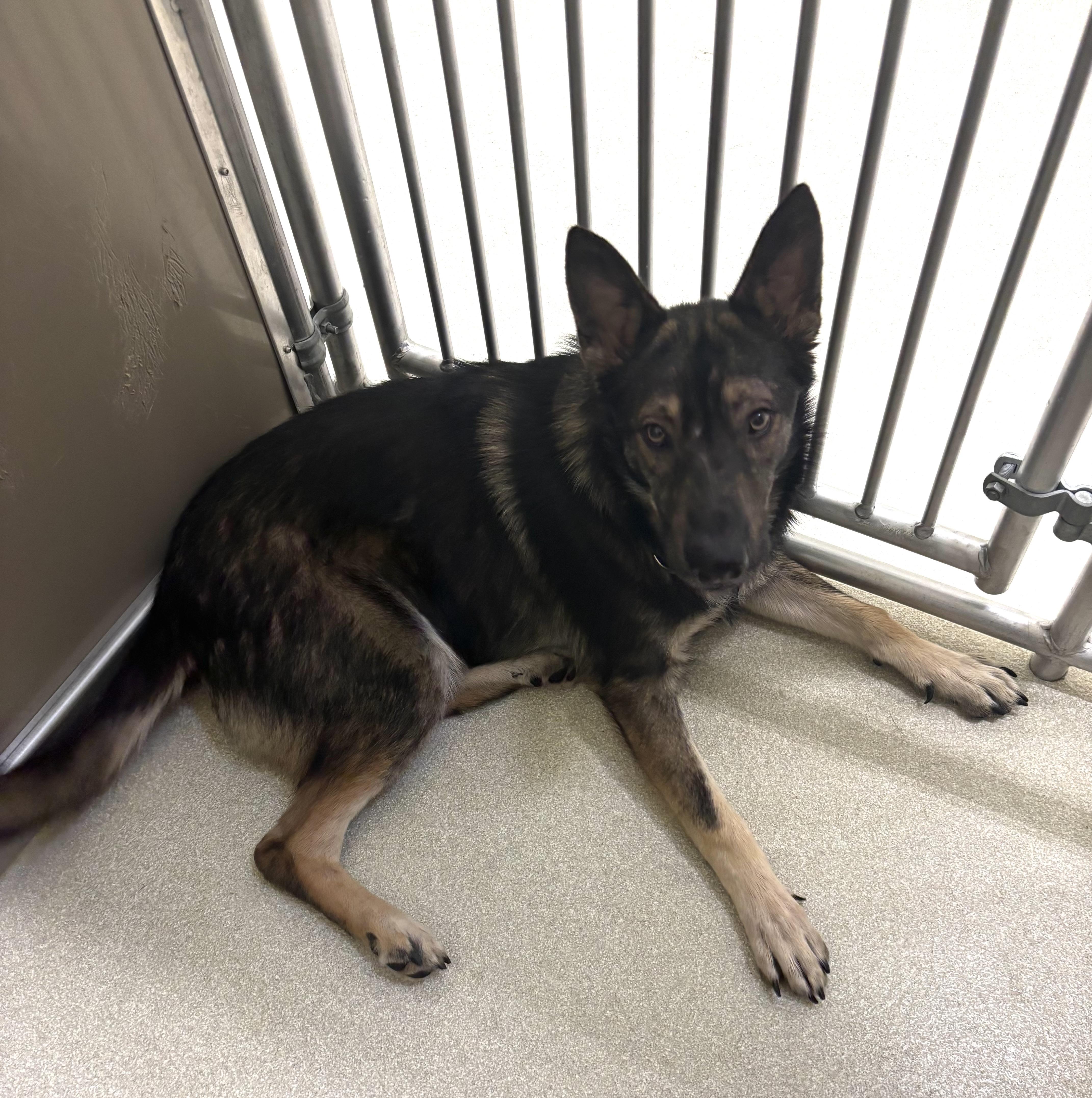 Kaiser, Adoptable, Young Male German Shepherd Dog.