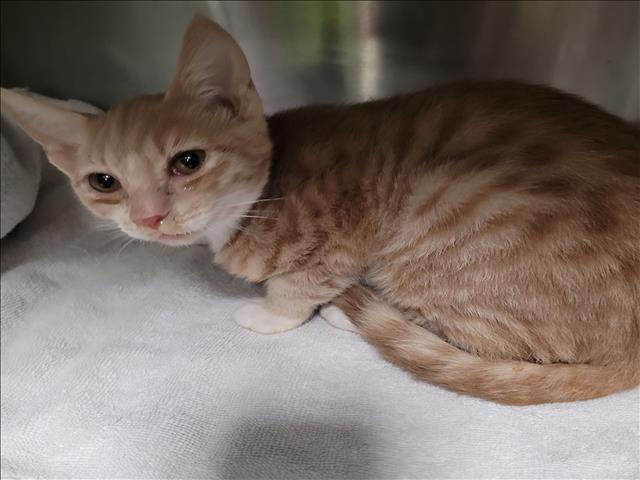 Enlarge RASHAWN, a Adoptable Domestic Short Hair in Los Angeles, CA image 1/1