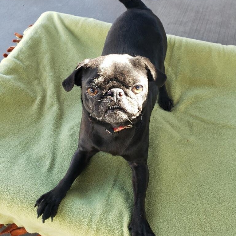 Enlarge Luna, a Adoptable Pug in Gardena, CA image 1/2