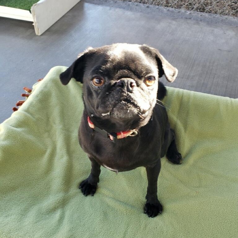 Enlarge Luna, a Adoptable Pug in Gardena, CA image 2/2