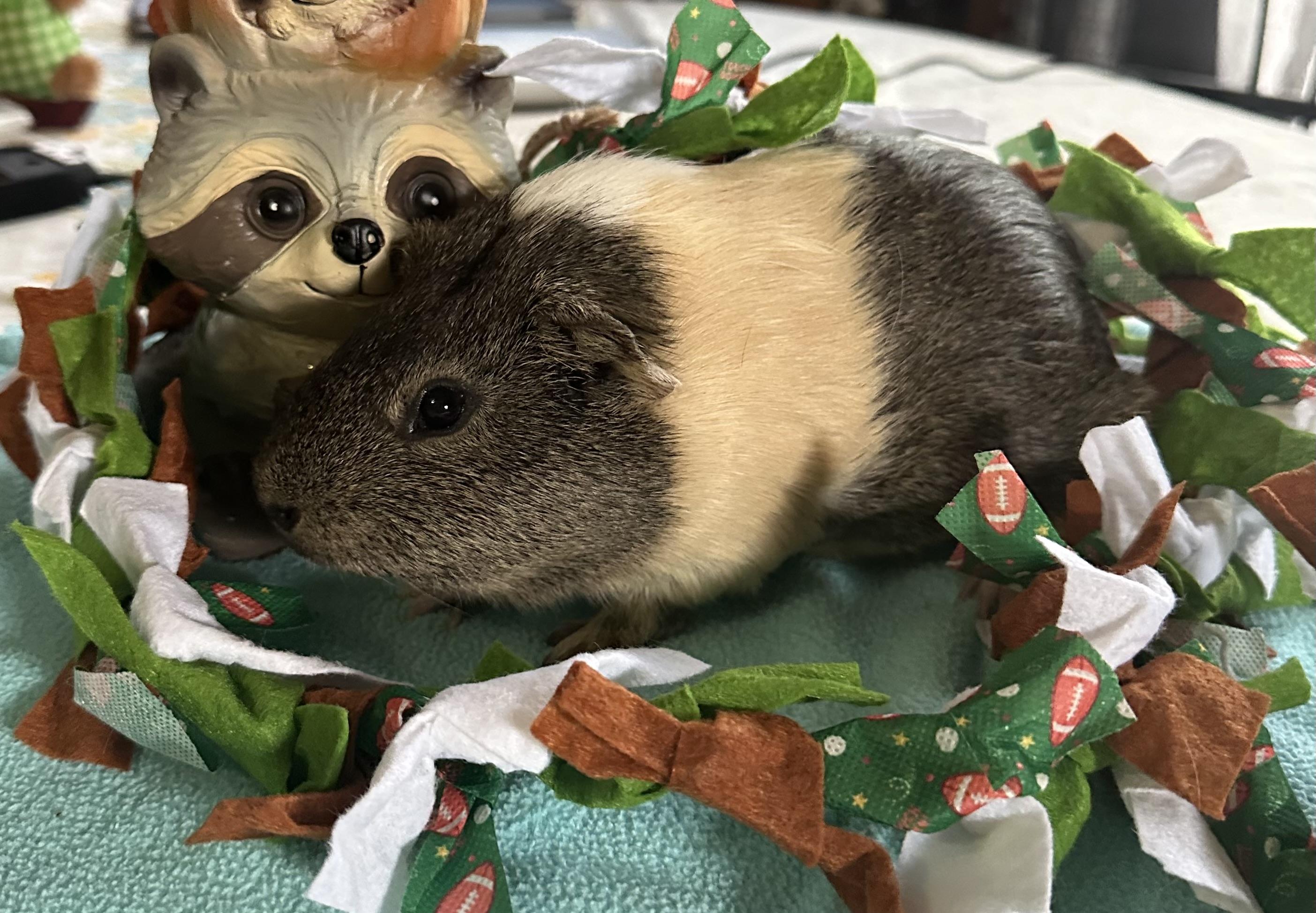 Enlarge Patrick, a Adoptable Guinea Pig in Austin, TX image 3/6