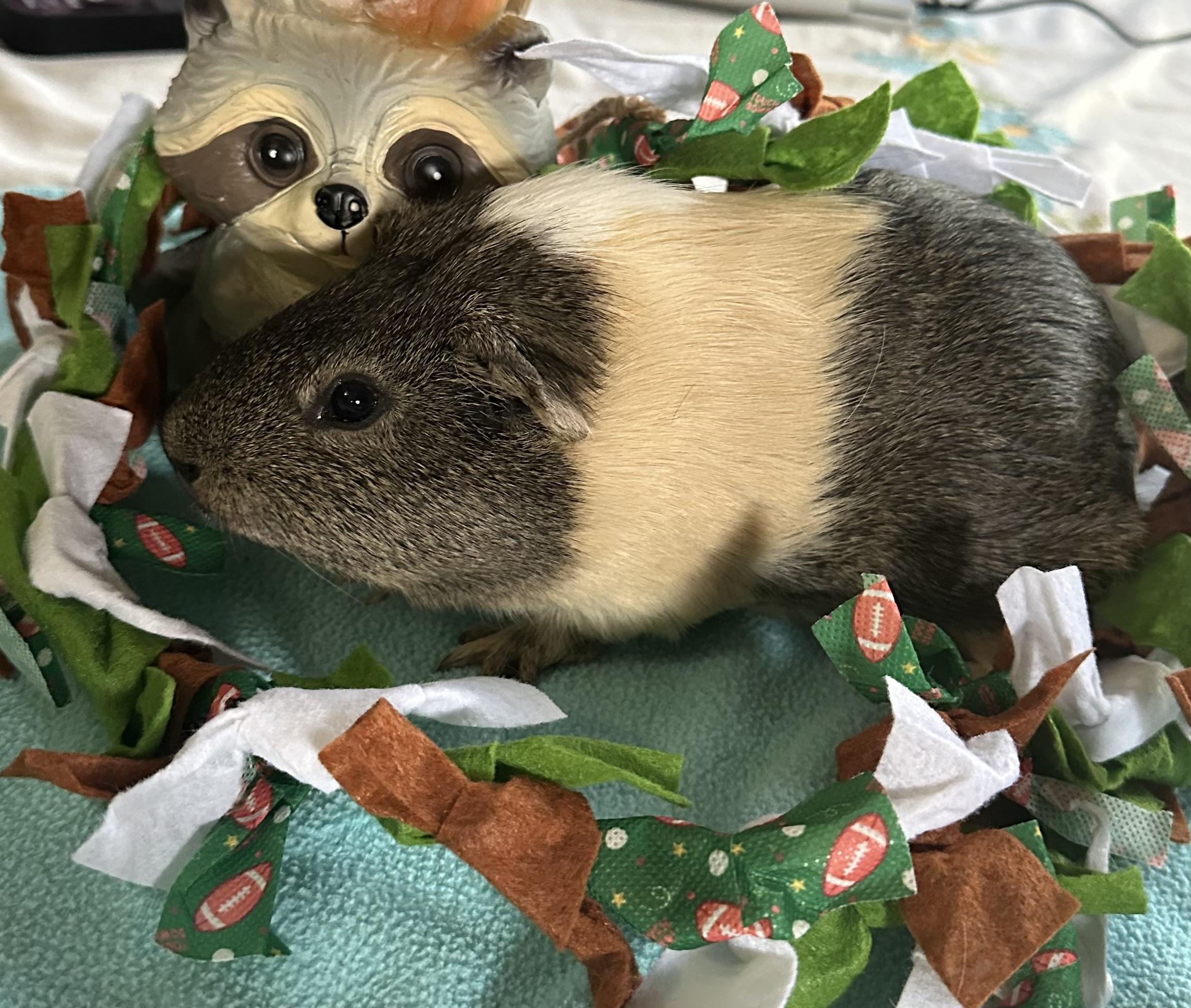 Enlarge Patrick, a Adoptable Guinea Pig in Austin, TX image 4/6