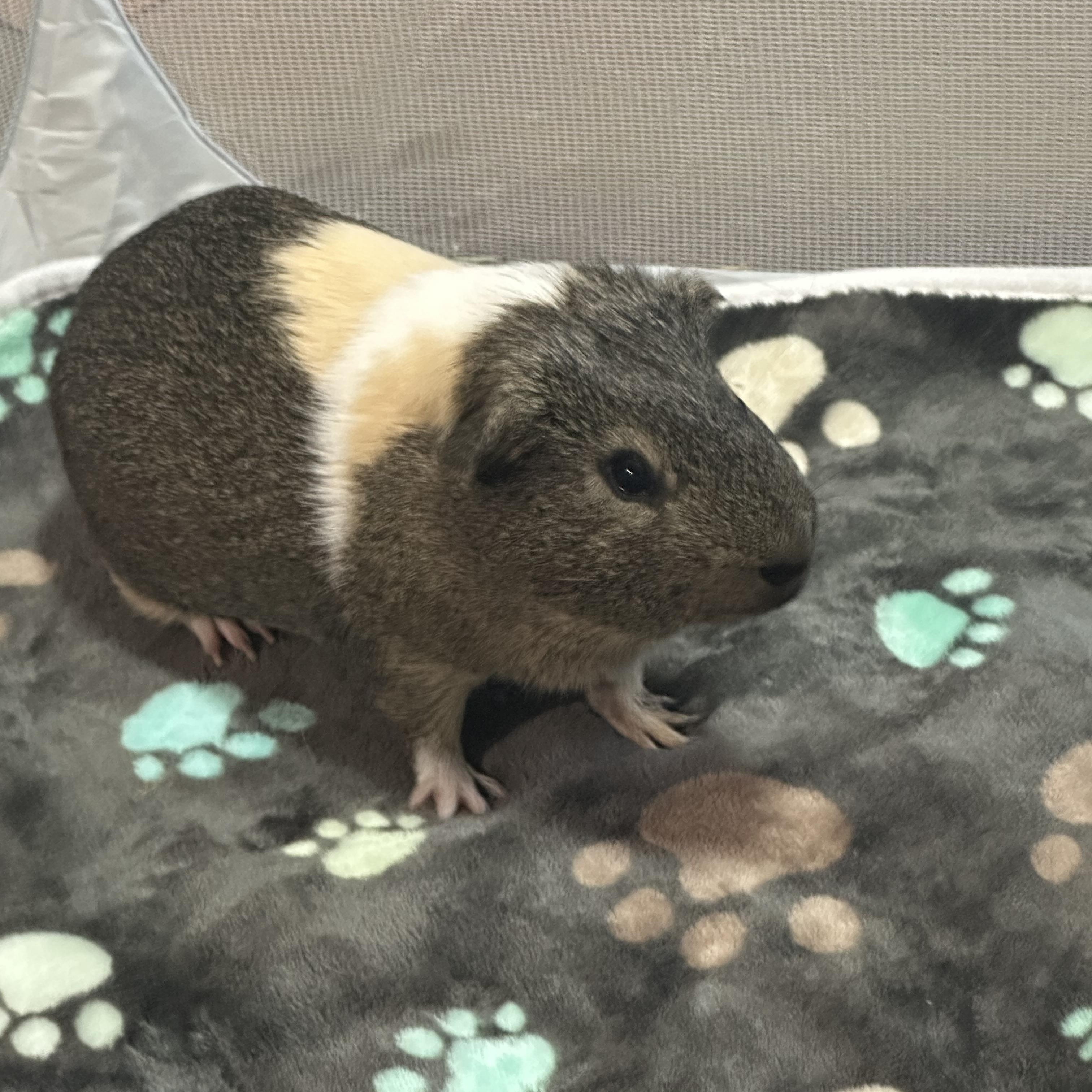 Enlarge Patrick, a Adoptable Guinea Pig in Austin, TX image 6/6