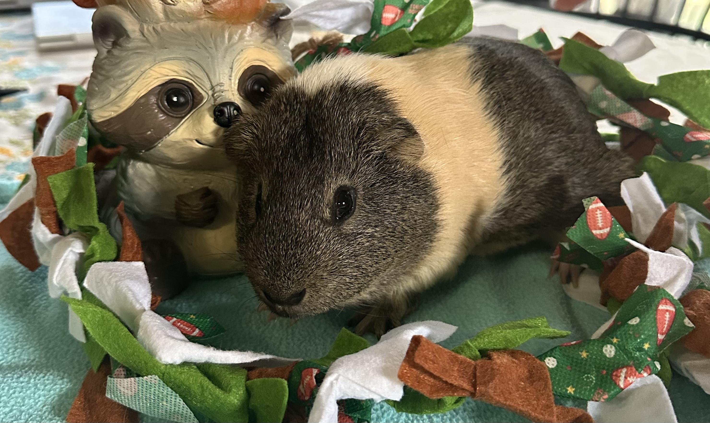 Enlarge Patrick, a Adoptable Guinea Pig in Austin, TX image 2/6