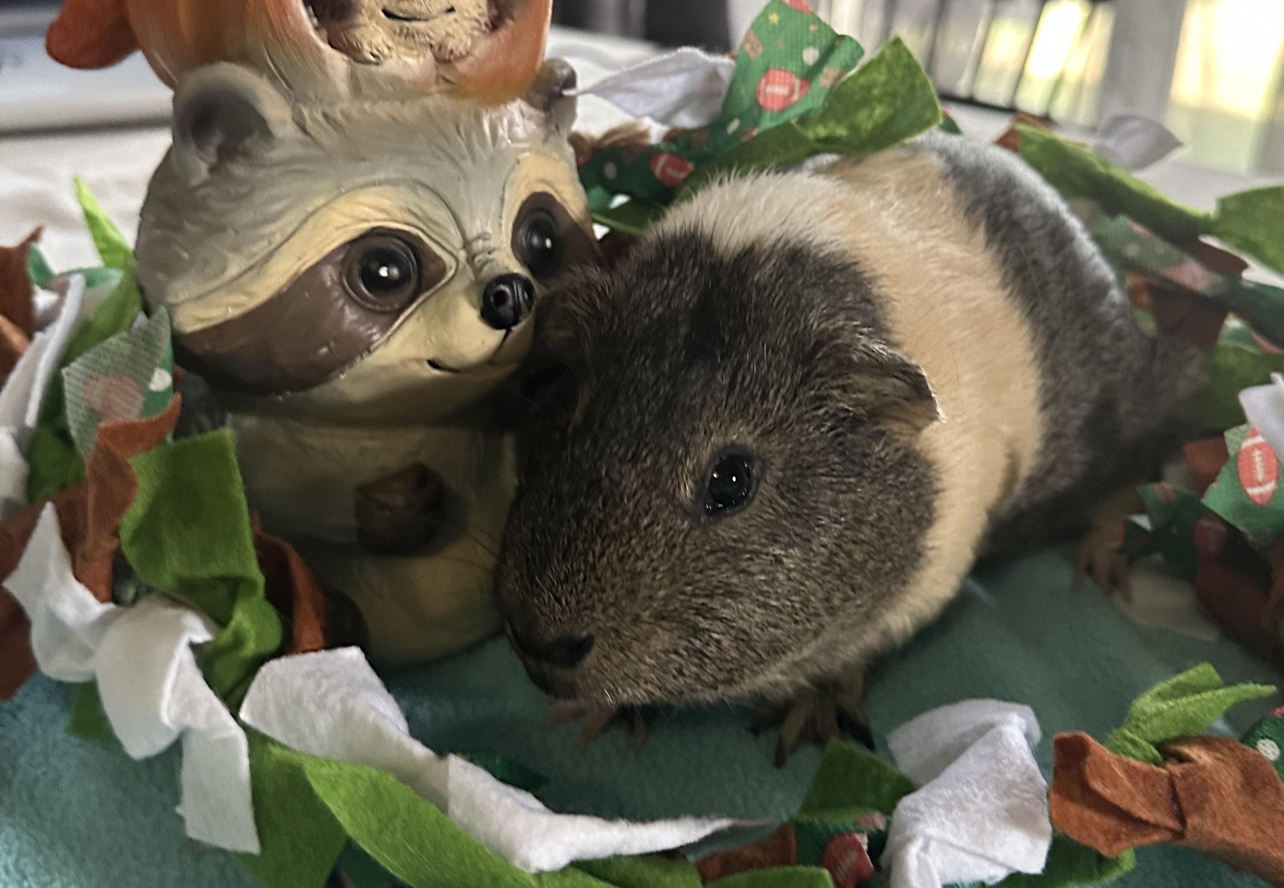 Enlarge Patrick, a Adoptable Guinea Pig in Austin, TX image 5/6