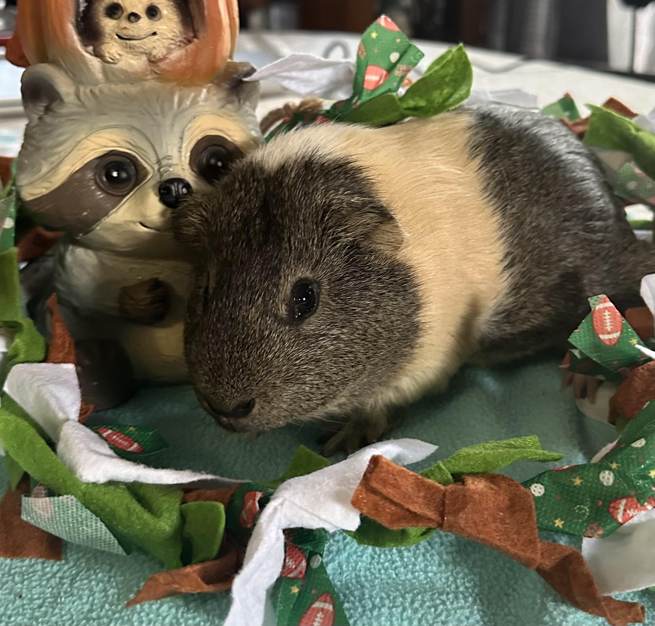 Enlarge Patrick, a Adoptable Guinea Pig in Austin, TX image 1/6