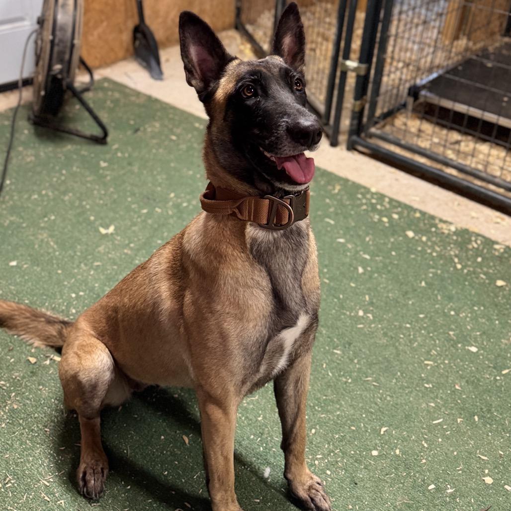 Jewelz, Adoptable, Adult Female Belgian Shepherd / Malinois.