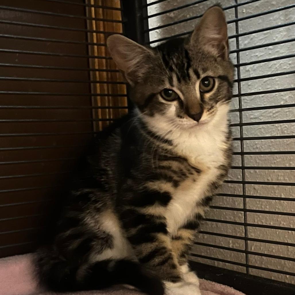 Freddie, Adoptable, Young Female Domestic Short Hair.