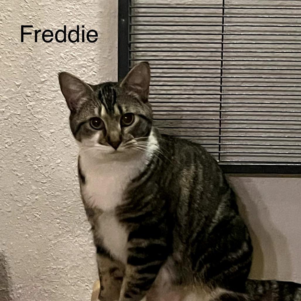 Enlarge Freddie, a Adoptable Domestic Short Hair in Hanna City, IL image 2/2