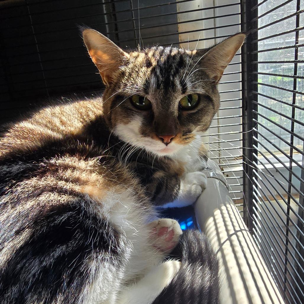 Enlarge Freddie, a Adoptable Domestic Short Hair in Hanna City, IL image 3/3