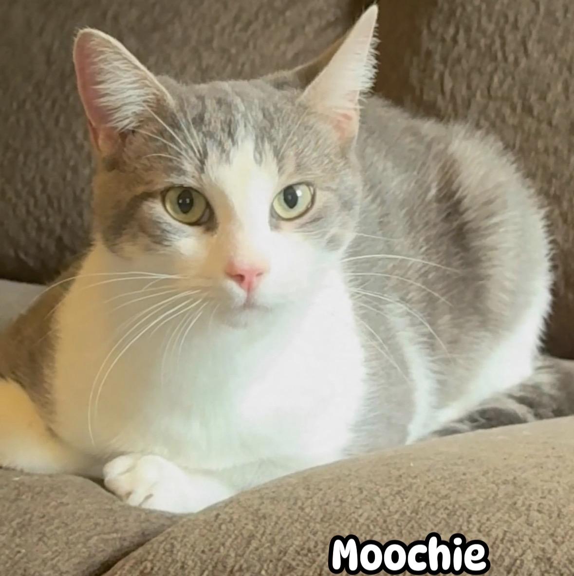 Moochie ( sweet and friendly kitten), Adoptable, Kitten Male Domestic Short Hair.