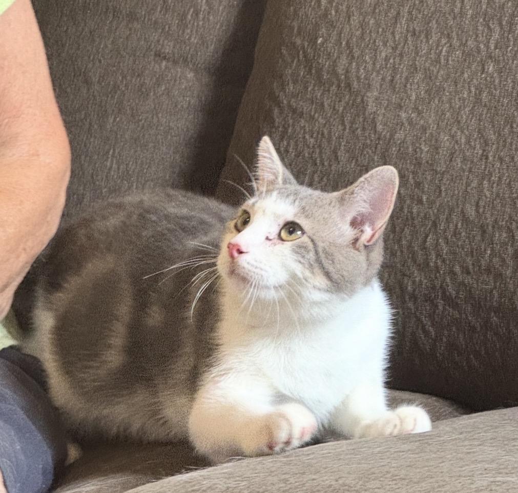 Enlarge Moochie ( sweet and friendly kitten), a Adoptable Domestic Short Hair in Staten island, NY image 2/6
