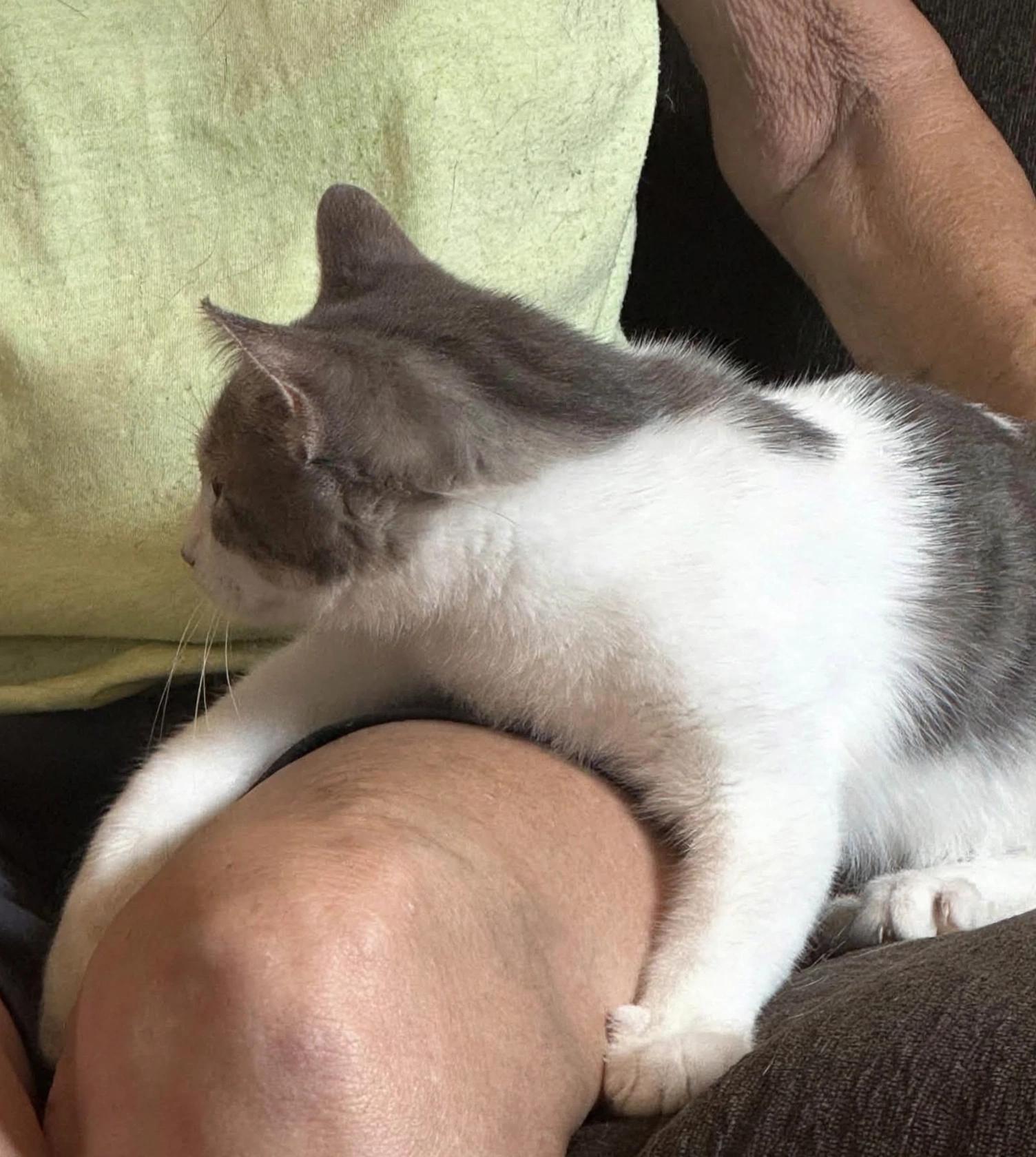 Enlarge Moochie ( sweet and friendly kitten), a Adoptable Domestic Short Hair in Staten island, NY image 6/6