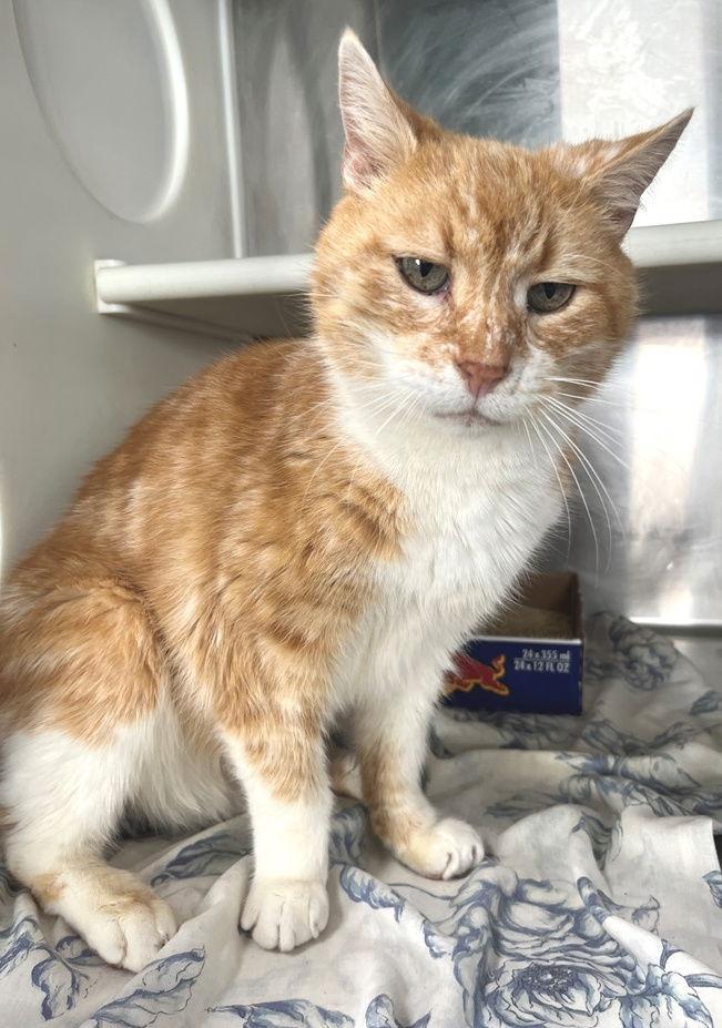 Simon, Adoptable, Adult Male Tabby.