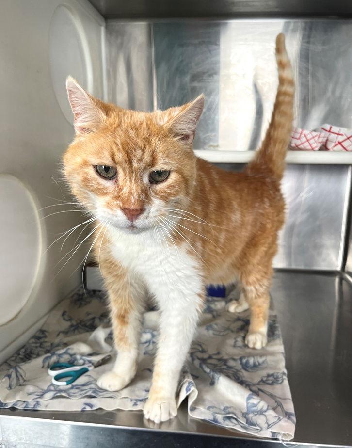 Simon, a Adoptable Tabby in Carrollton, GA image 2/3
