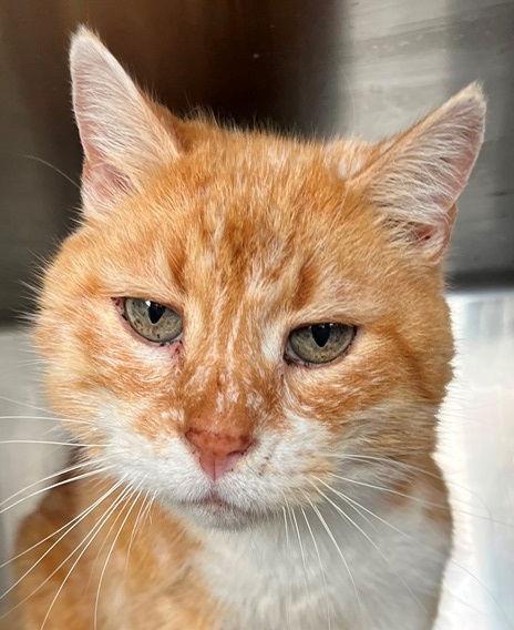 Simon, a Adoptable Tabby in Carrollton, GA image 3/3