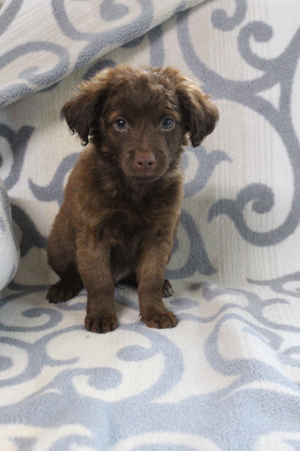 Titus, Adopted, Puppy Male Spaniel.