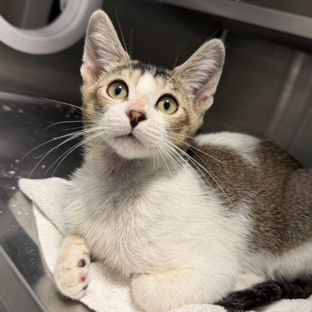 Hyoid, Adoptable, Kitten Male Domestic Short Hair.