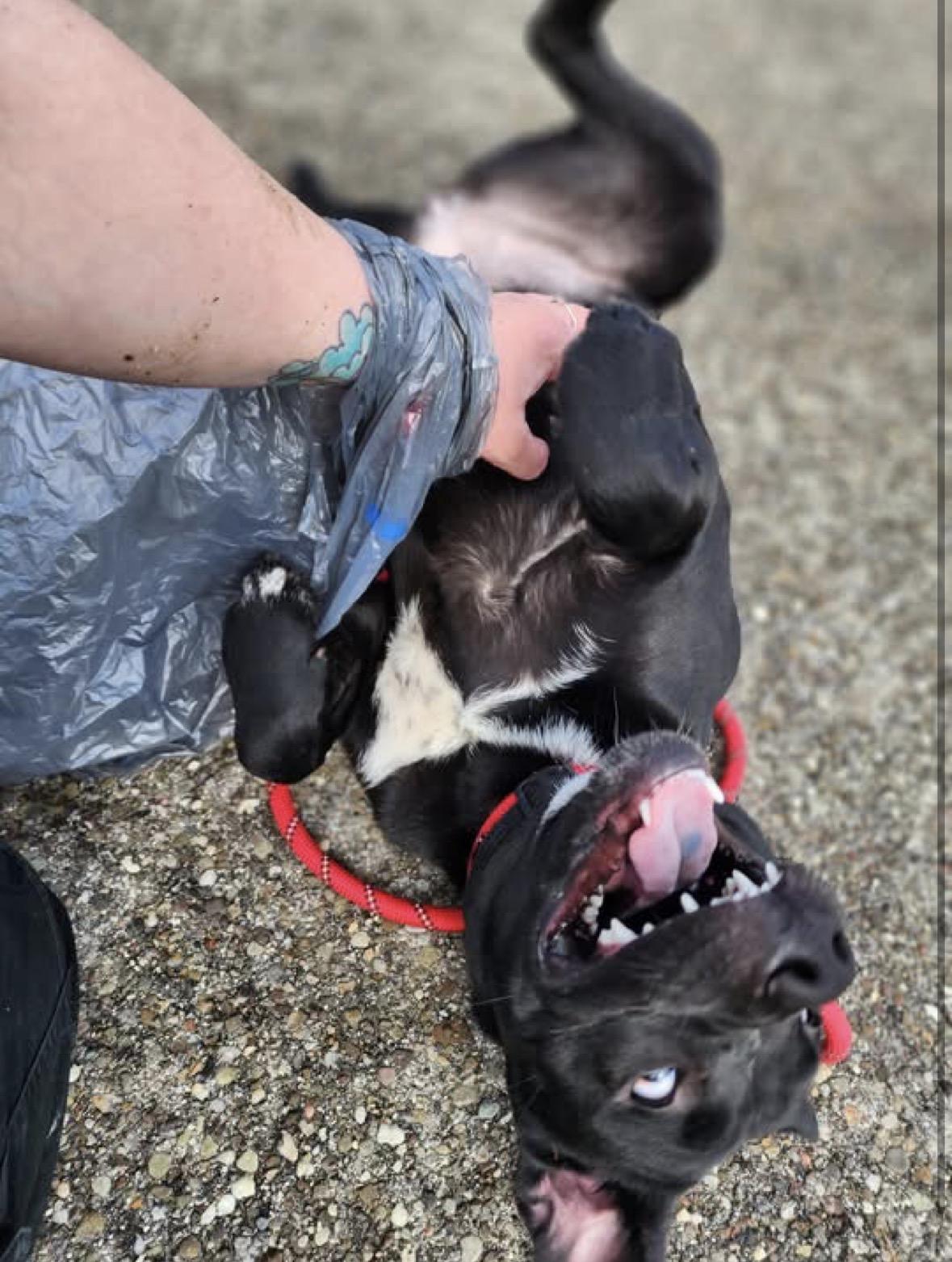 Robin, a ADOPTABLE mixed breed in Youngstown, OH image 2/3