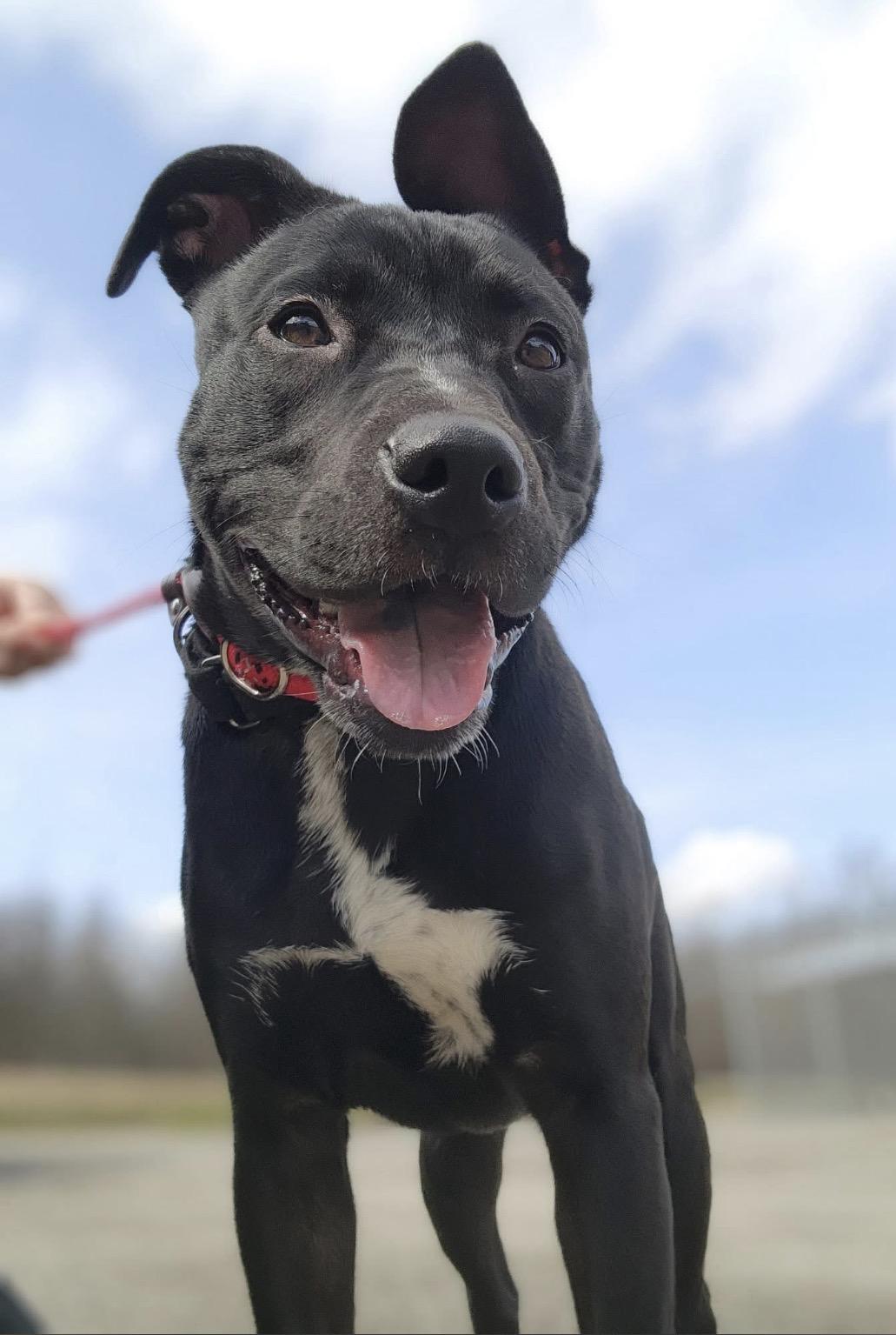 Robin, a ADOPTABLE mixed breed in Youngstown, OH image 1/3