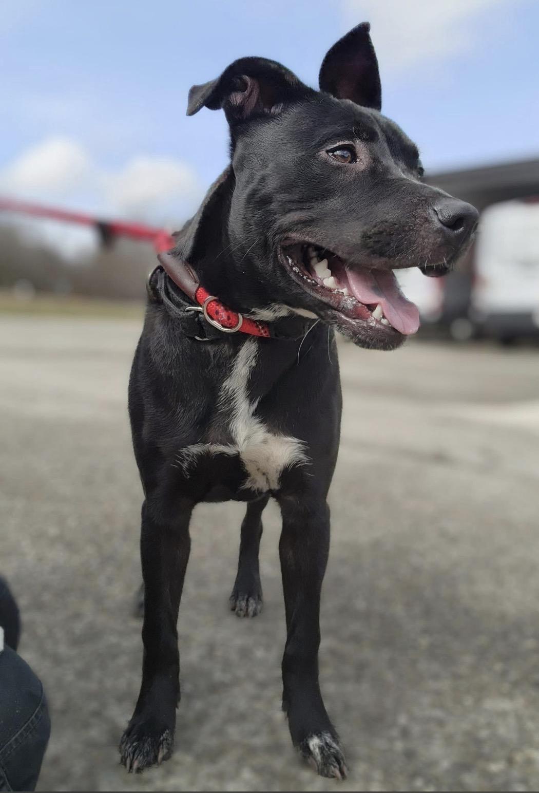 Robin, a ADOPTABLE mixed breed in Youngstown, OH image 3/3