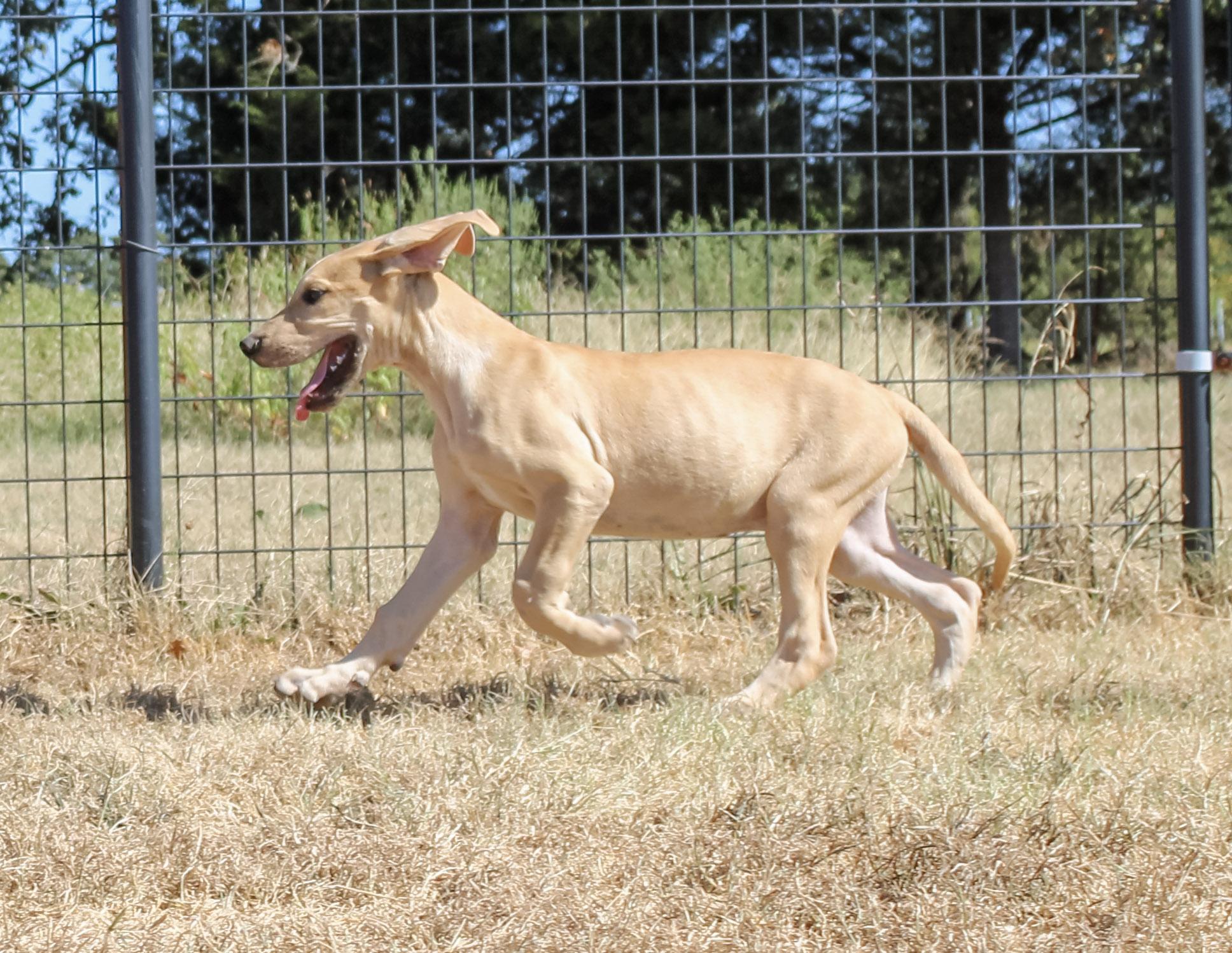 Enlarge Dodger, a ADOPTABLE Great Dane in Neosho, MO image 3/3