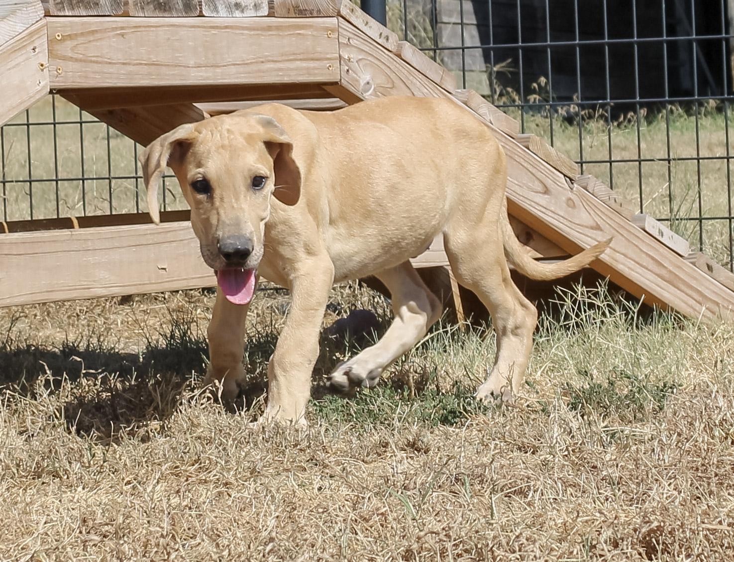Enlarge Dodger, a ADOPTABLE Great Dane in Neosho, MO image 2/3