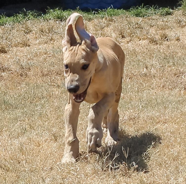 Dodger, ADOPTABLE, Young Male Great Dane.